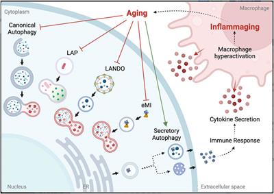 Non-canonical autophagy in aging and age-related diseases